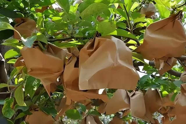 과일 보호용 봉투의 두 가지 디자인(칼자루형과 납작한 입구형)과 과일에 적용하는 방법