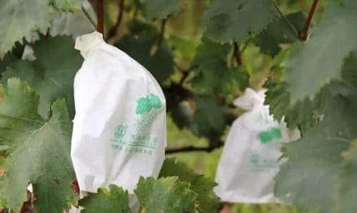 포도 포장기: 적절한 색상의 포장 백 선택 방법 및 포장의 이점