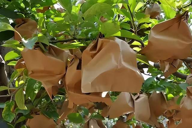 Bag Making Machines Explained: A Simple Guide to Types & Uses Bag Making Machines Explained: A Simple Guide to Types & Uses